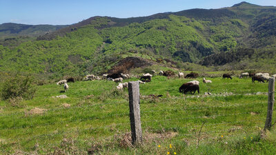 IMG_20210508_154907.jpg (1.71 Mio) Vu 2779 fois La nature