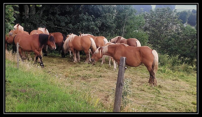 03082021B.jpg (611.07 Kio) Vu 3736 fois Dans cette région on ne voit que la présence des animaux