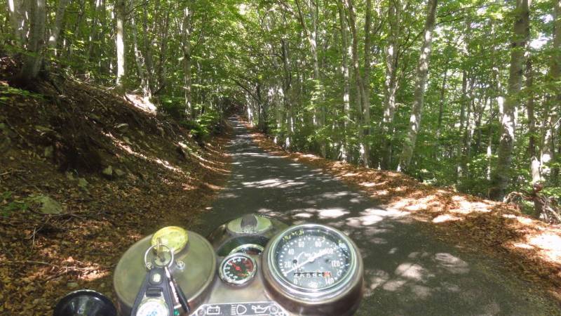Passage en sous bois