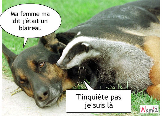 blaireau.jpg
